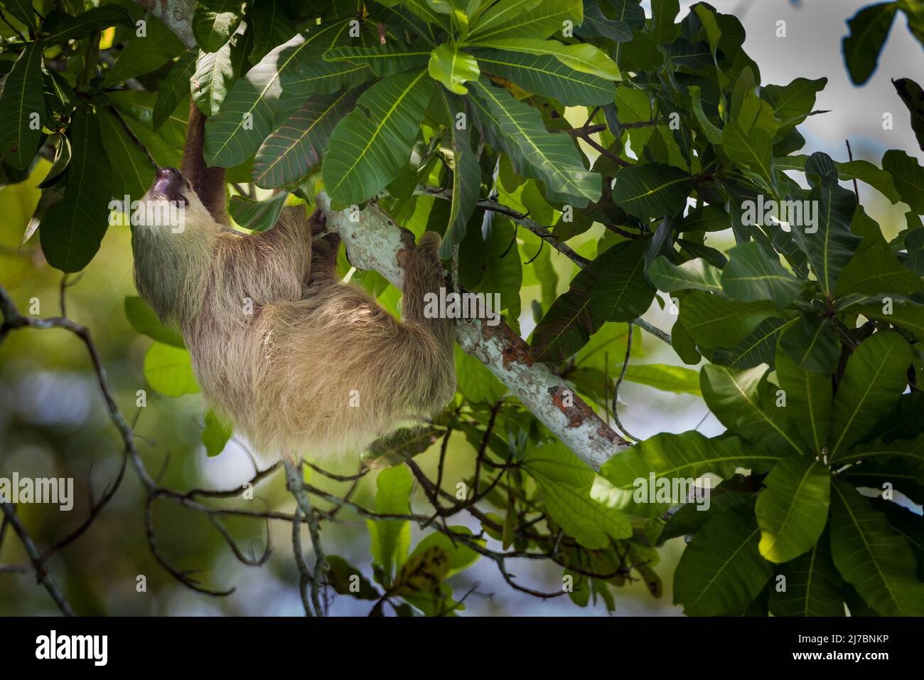 Die Wildnis Panamas mit einem zweizehigen Faultier, Choloepus hoffmanni, im Regenwald des Nationalparks Soberania, Provinz Colon, Republik Panama. Stockfoto