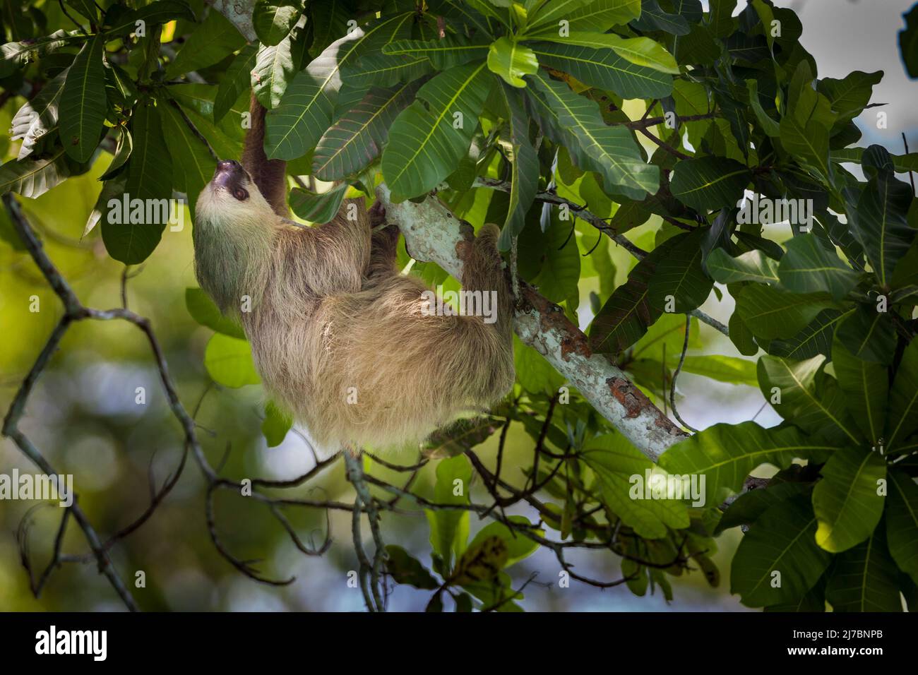 Die Wildnis Panamas mit einem zweizehigen Faultier, Choloepus hoffmanni, im Regenwald des Nationalparks Soberania, Provinz Colon, Republik Panama. Stockfoto