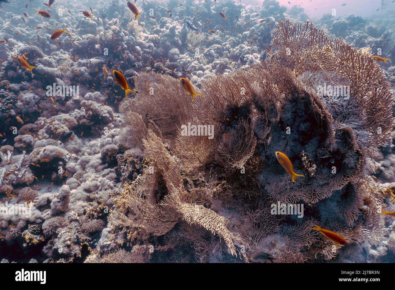 Fans des Gorgonien-Meeres (Subergorgia hicksoni) im Roten Meer, Ägypten Stockfoto