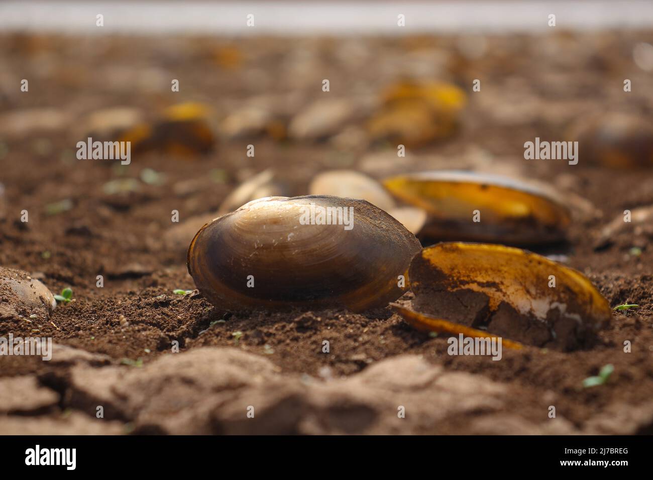 Rückseite einer gebrochenen Schale mit Haufen von Muscheln Hintergrund Bodenstruktur Schwalbe verschwimmen Stockfoto