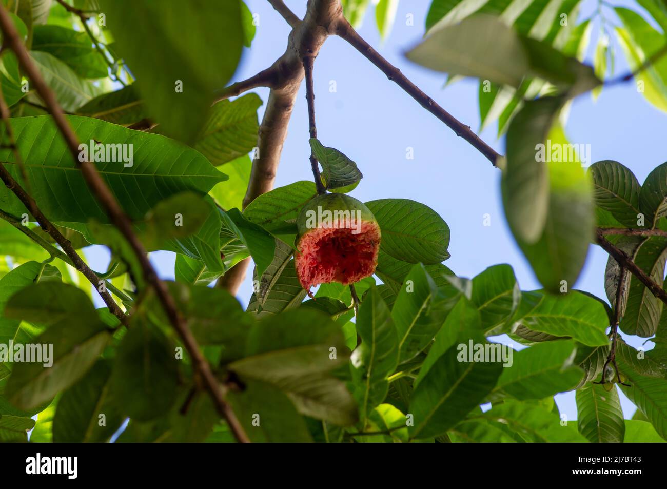 Eine reife rote Guava Frucht (Psidium guajava L) auf Baum von Vögeln gefressen ausgewählten Fokus Stockfoto