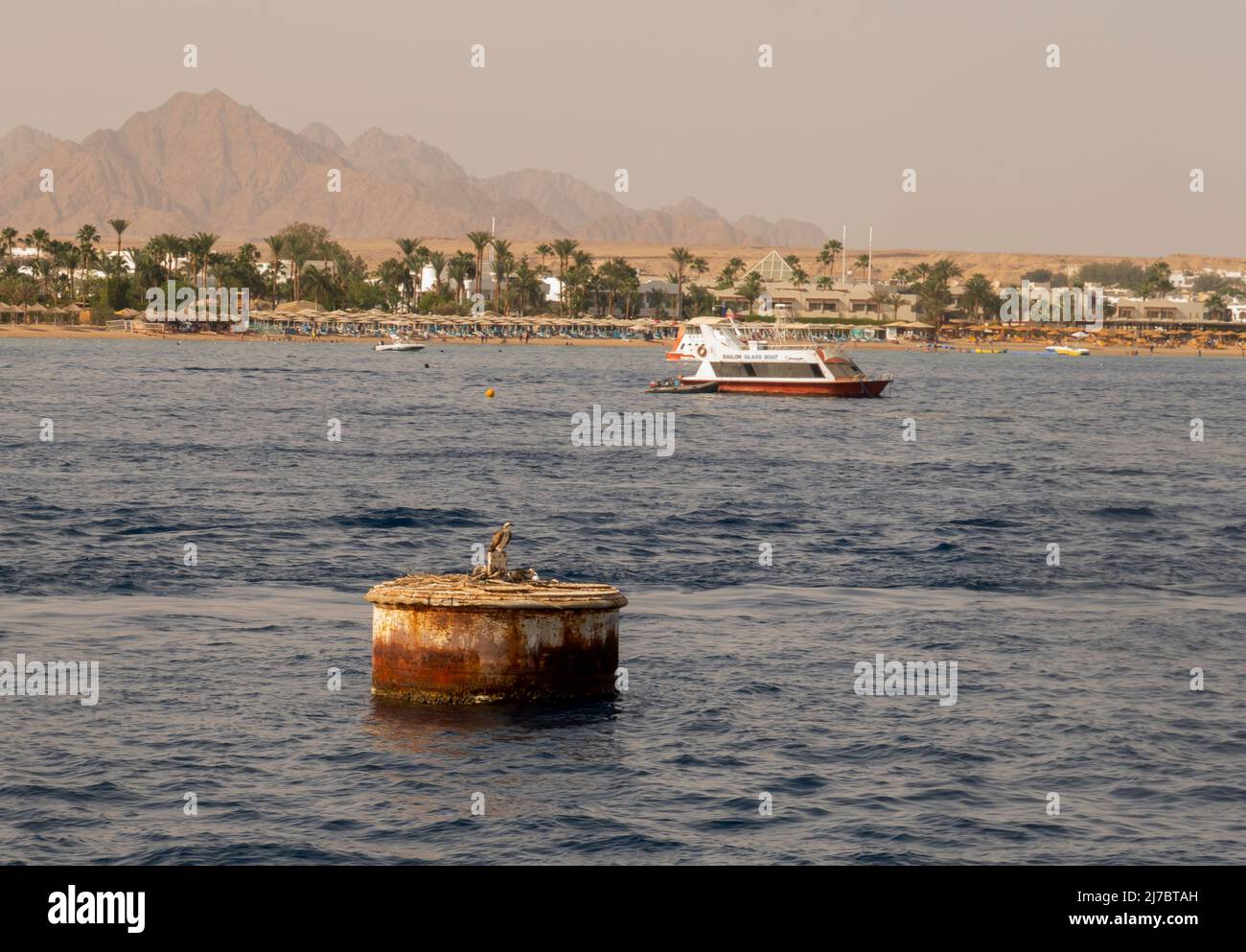 Ein Fischadler (Pandion haliaetus) brütet in Sharm el Sheikh, Ägypten Stockfoto