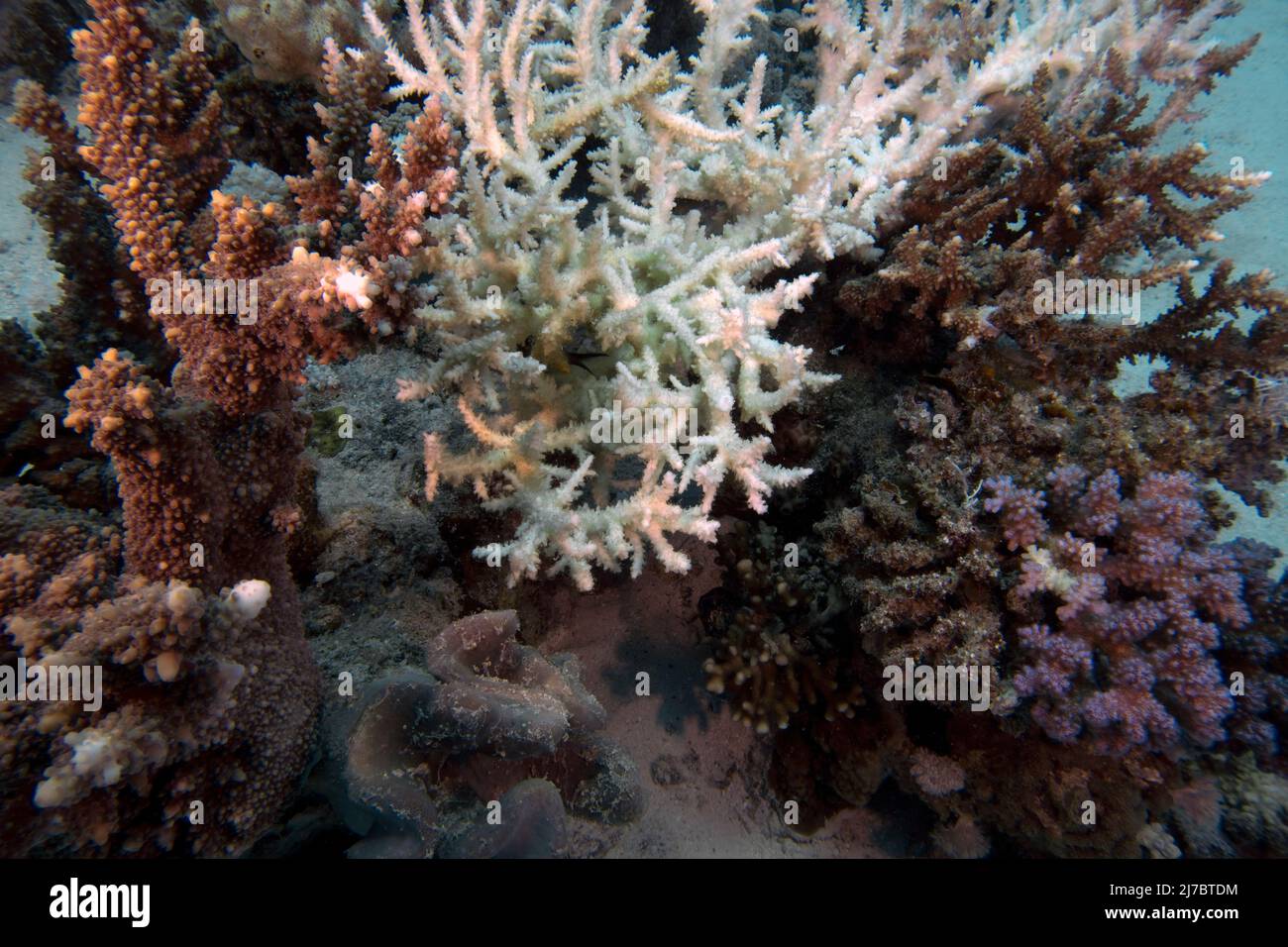 Ein Stück gebleichte Koralle im Roten Meer, Ägypten Stockfoto