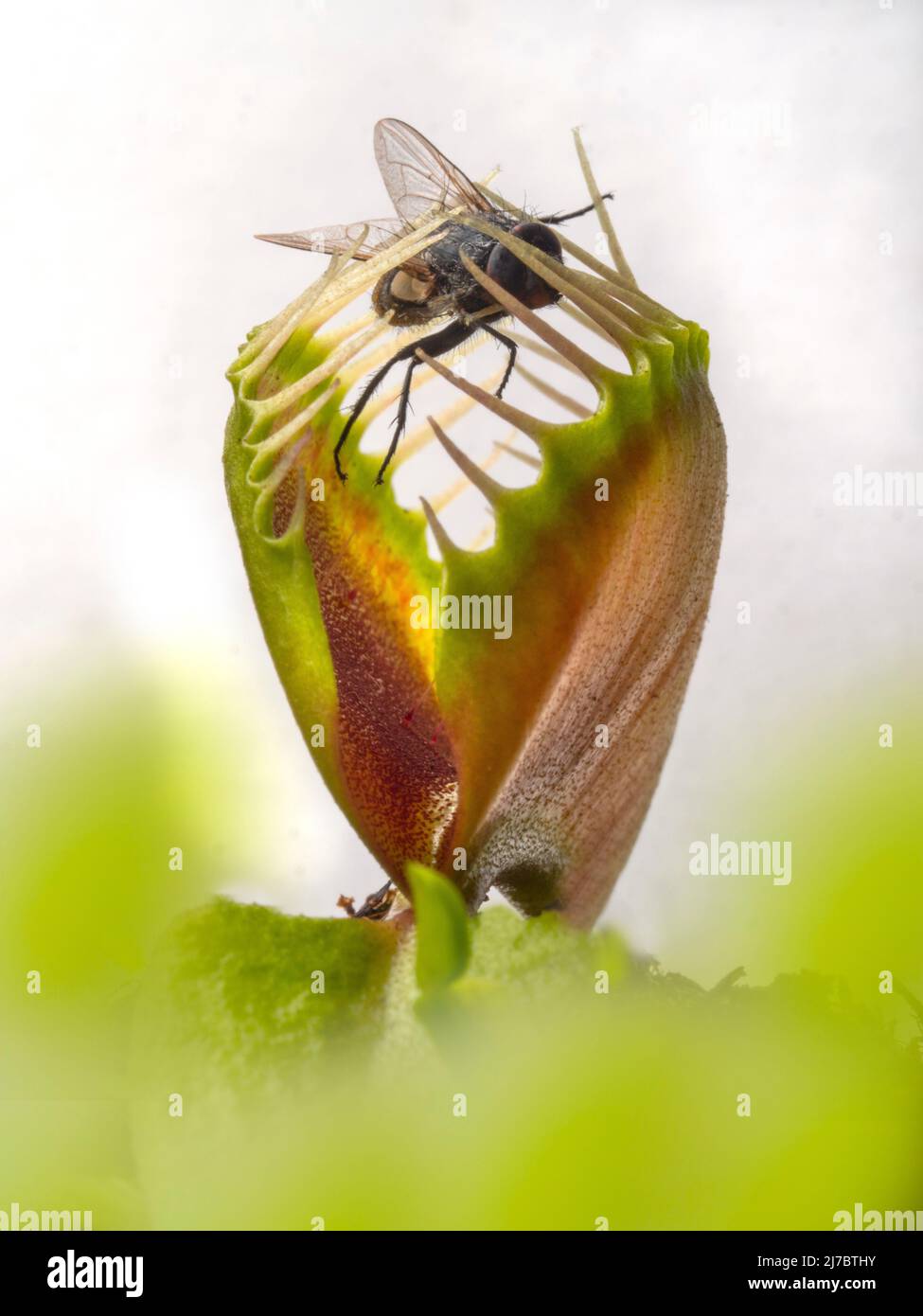 Die fleischfressende Pflanze Venus Fliegenfalle Dionaea muscipula mit eingeschlossener Fliege Stockfoto
