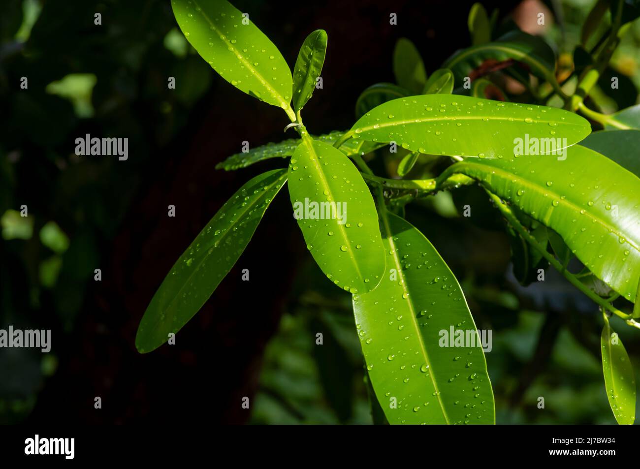 Nyamplung, Mastholz (Calophyllum inophyllum) grüne Blätter mit Wasserspritzer für natürlichen Hintergrund Stockfoto