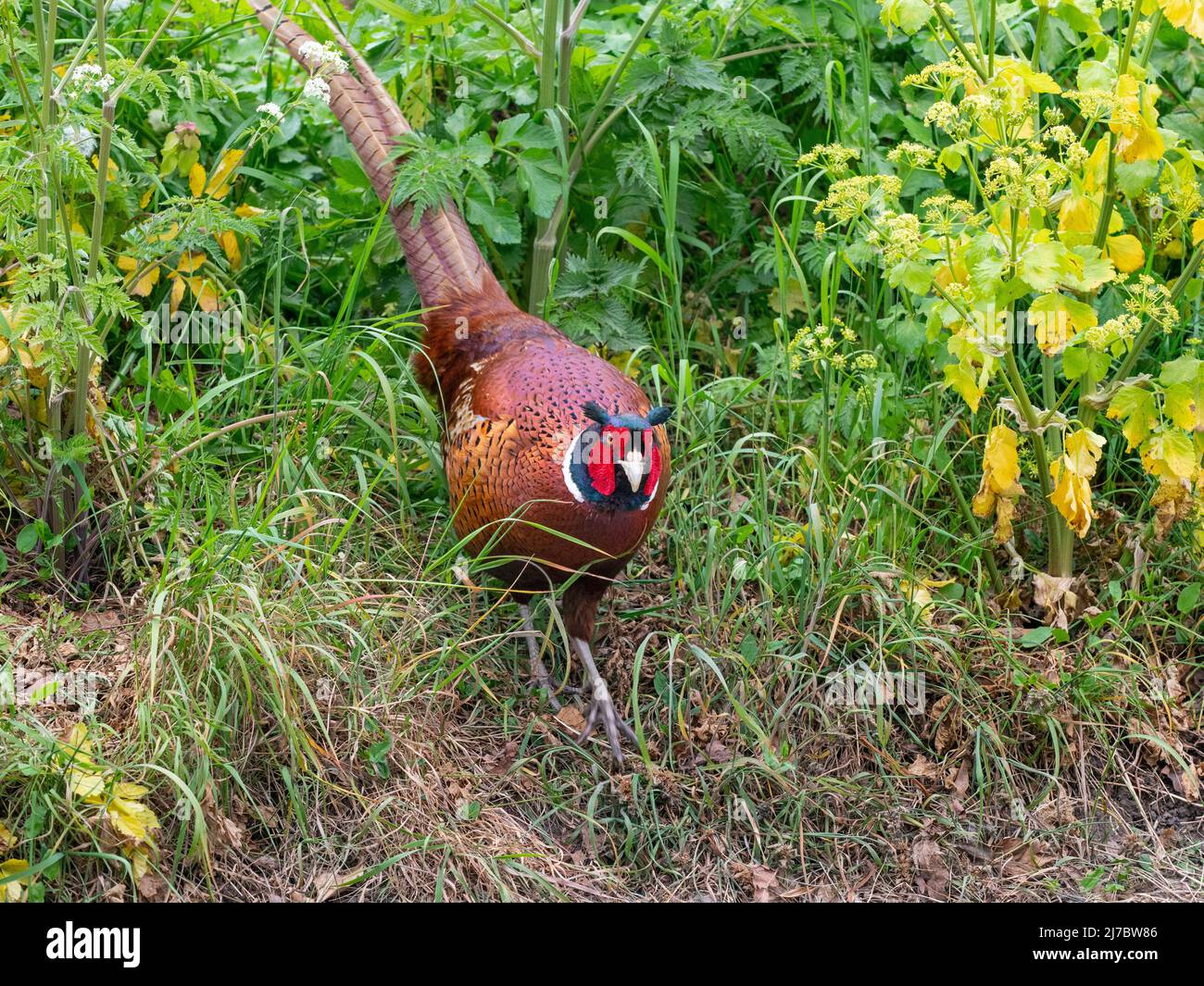 Kater Phasianus colchicus im frühlingsbrütenden Gefieder Norfolk Stockfoto