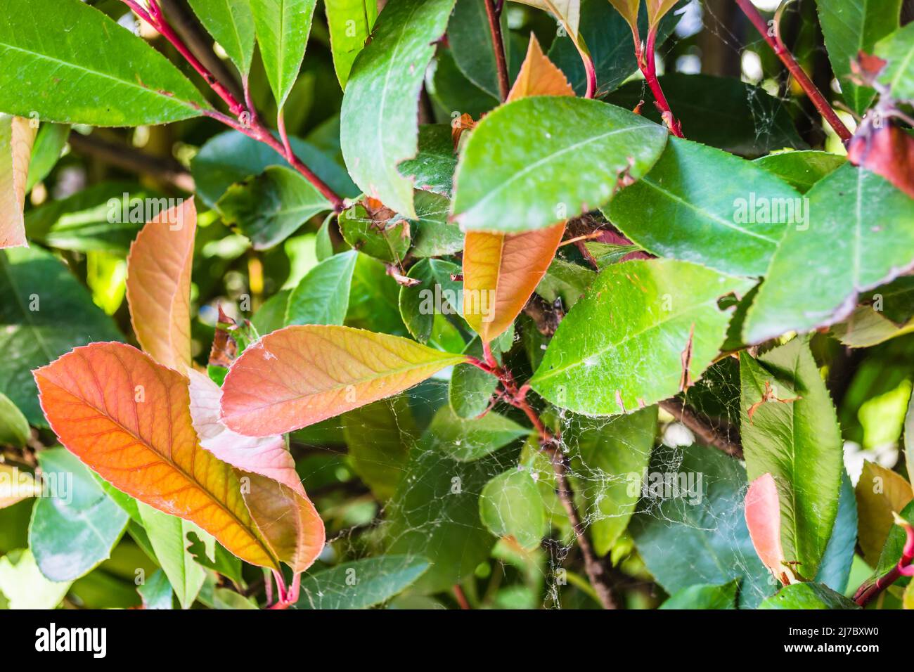 Blätter gepflegt und schön angeordnet Heckenzaun - Photinia Red Robin. Stockfoto
