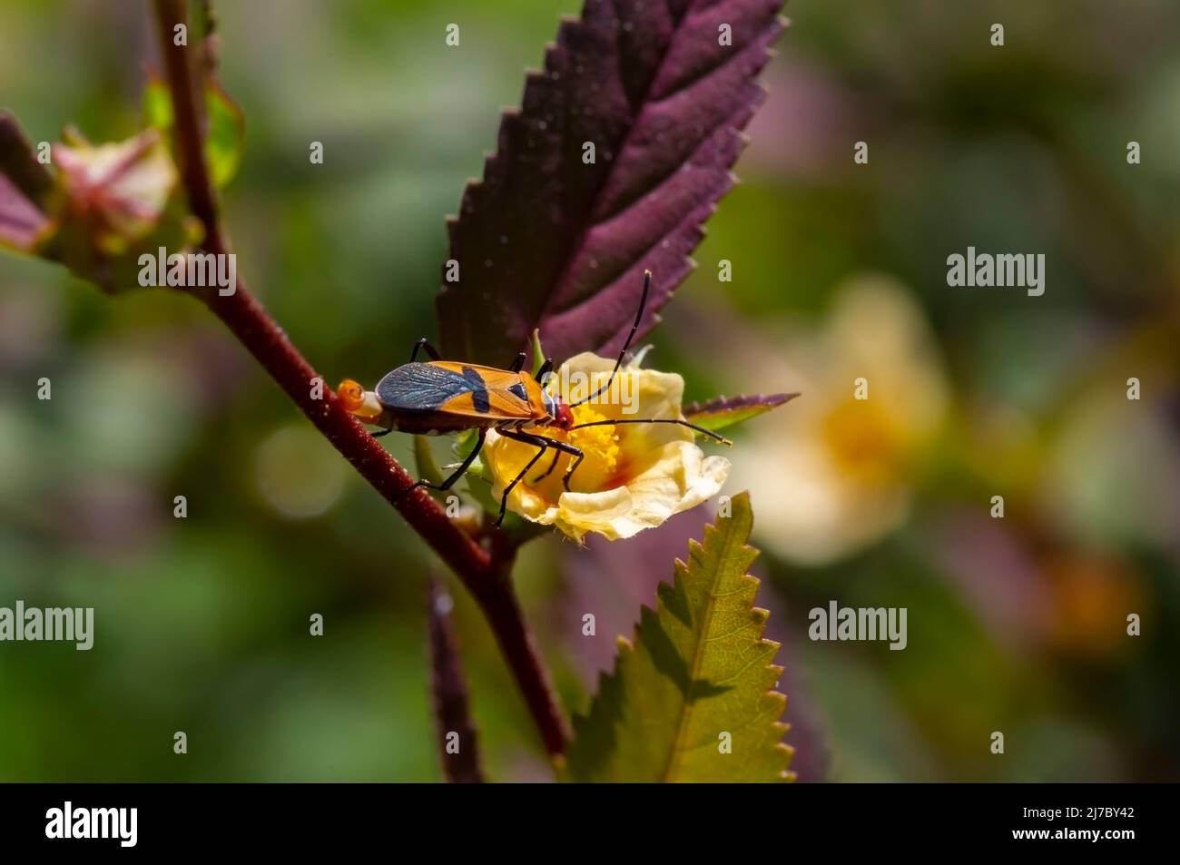 Ein roter Kopfkäfer auf einer gelben Blume Stockfoto