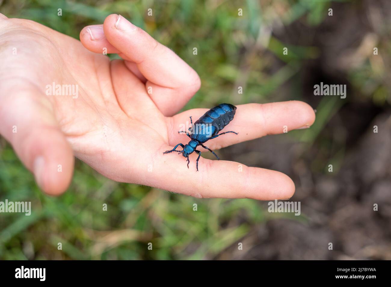 Violet Oil Beetle (Meloe violaceus), in der Hand gehalten, im Northumberland National Park, in der Nähe von Walltown, Northumberland, Großbritannien. Stockfoto