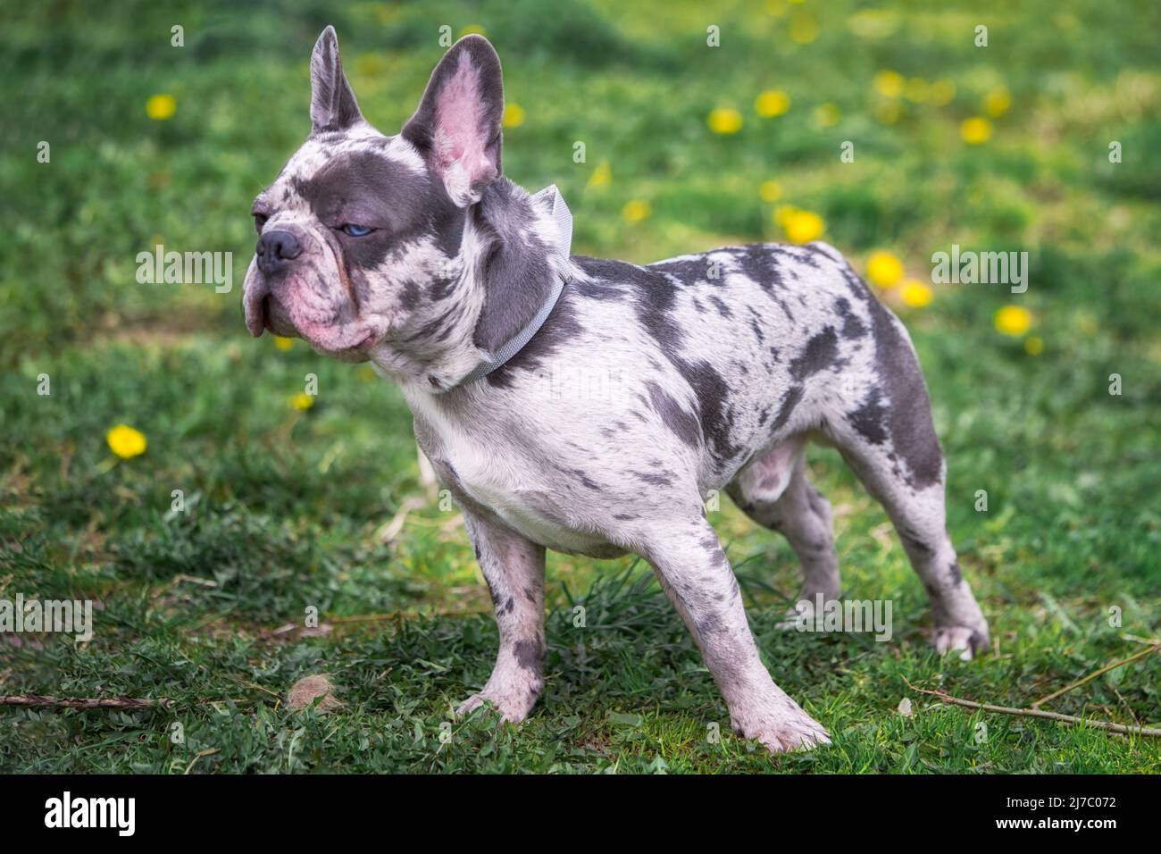 Cartoon aussehende französische Bulldogge schielt die Augen. Stockfoto