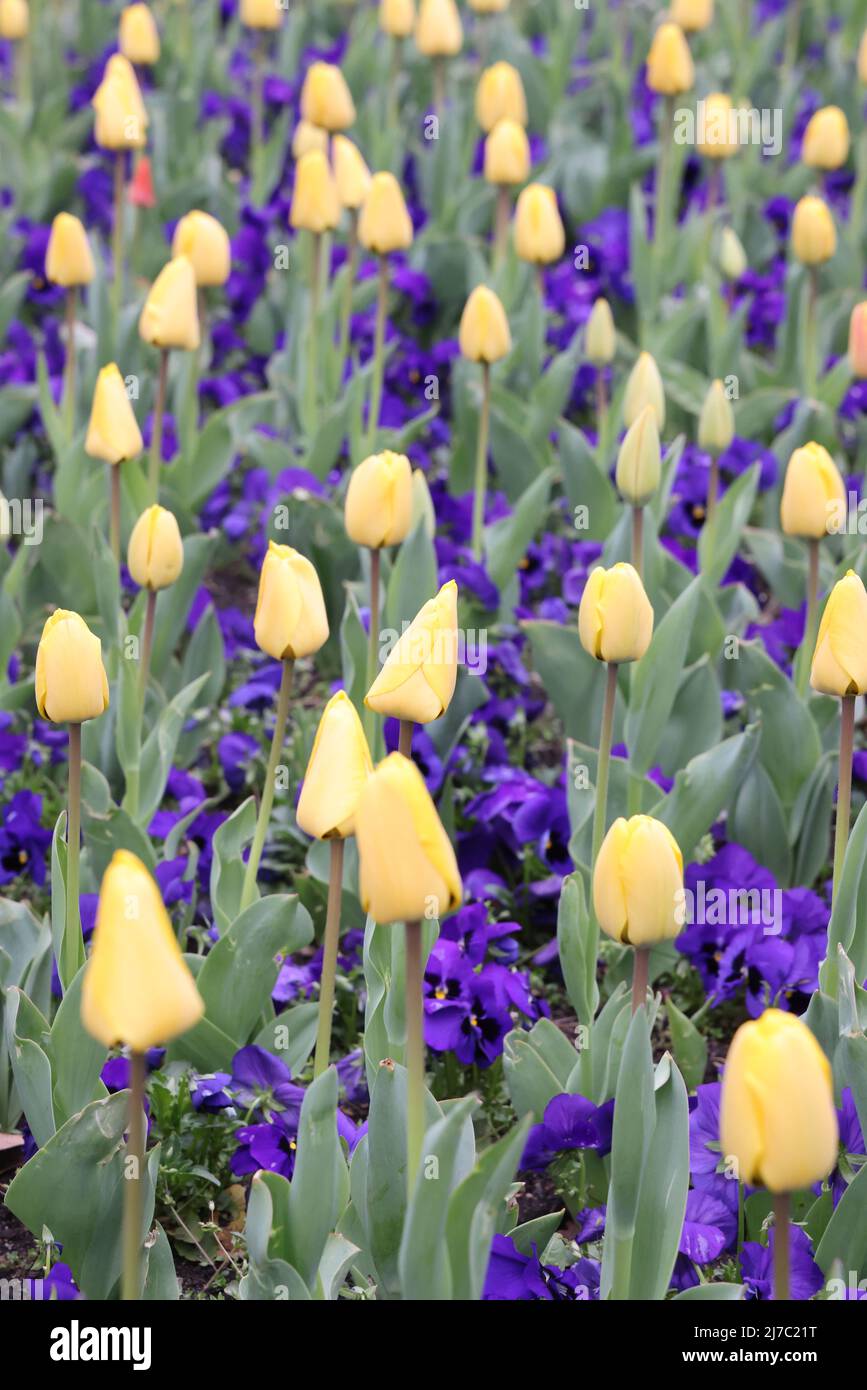 Gelbe Tulpen und lila Blüten Stockfoto