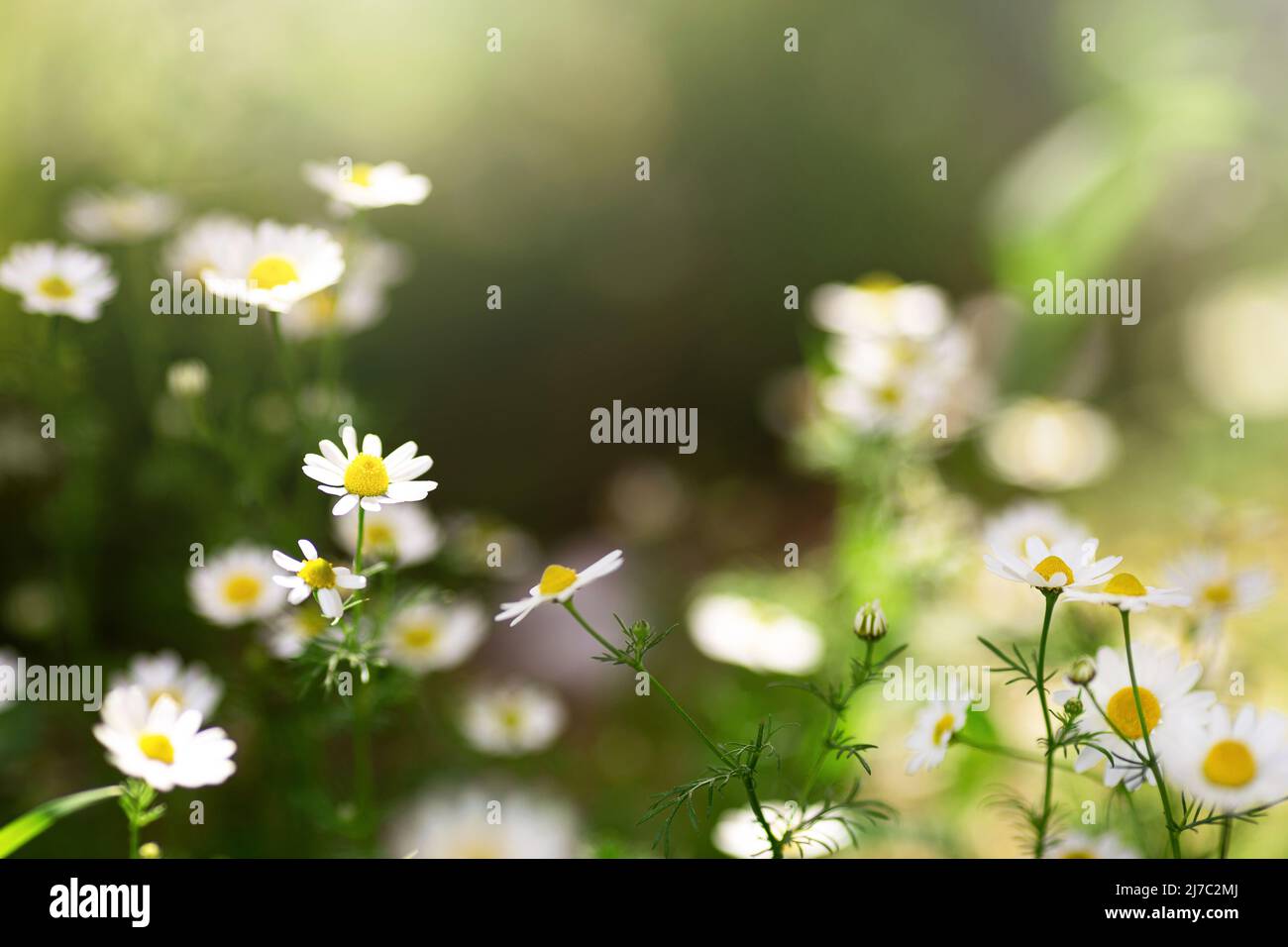 Kamille oder Gänseblümchen weißen Blumenstrauch in voller Blüte auf einem Hintergrund von grünen Blättern und Gras auf dem Feld an einem Sommertag. Banner. Stockfoto