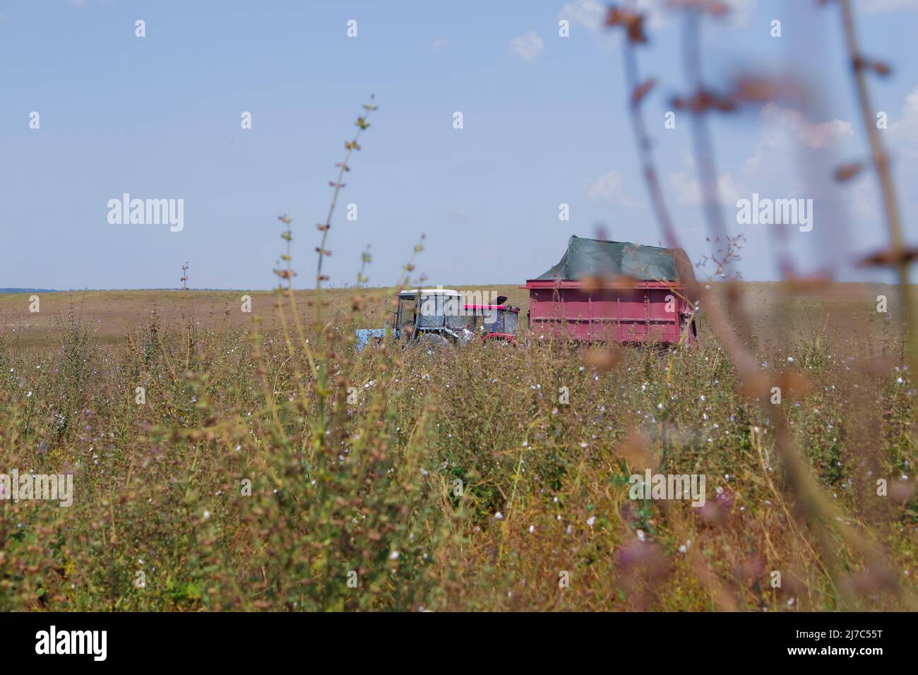Ein Traktor fährt durch ein Feld von ätherischen Ölpflanzen, Salbei-Zweige im Vordergrund Stockfoto
