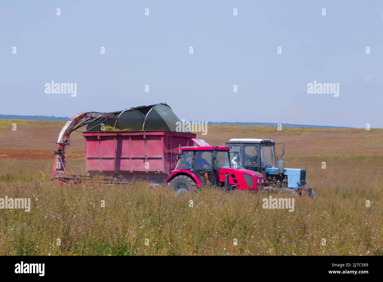 Mechanisierte Ernte von ätherischen Ölpflanzen, Salbei mit Hilfe von Traktoren Stockfoto