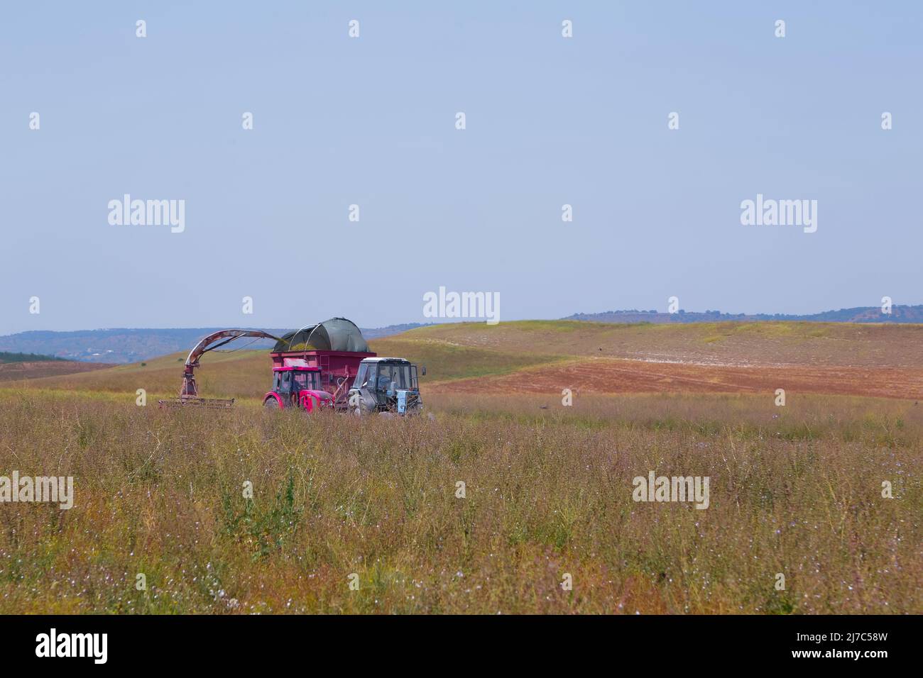 Landwirtschaft, rot Mähdrescher Traktor fährt durch das Feld, erntet Salbei Stockfoto