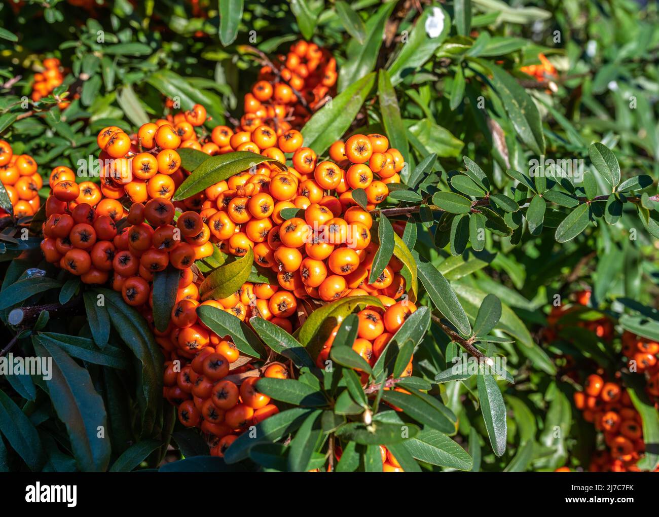 Holzbär angustifolia Strauch mit orangefarbenen Beeren Stockfoto