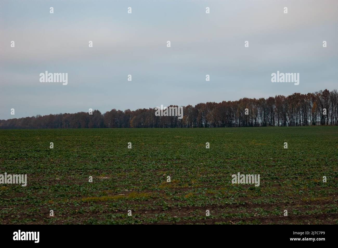 Herbstlandschaft: Bäume mit Herbstlaub am Rande des Feldes Stockfoto