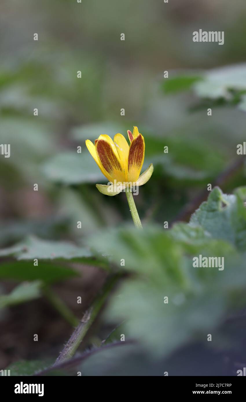 Makrobild eines FIG-Butterbechers an einem Frühlingstag. County Durham, England, Großbritannien. Stockfoto