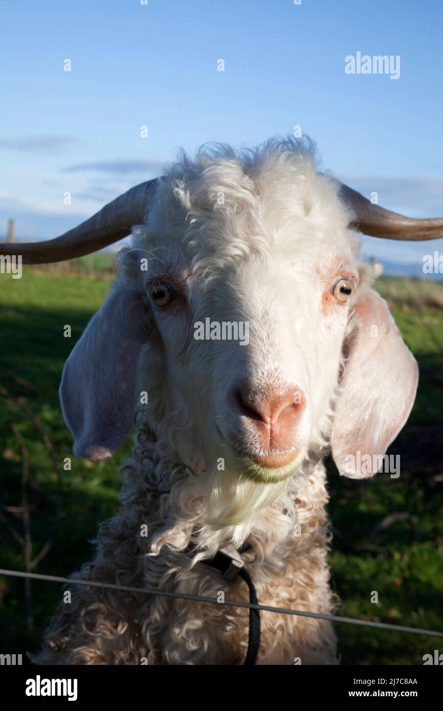 Angora-Ziege, die über einen Zaun schaut. Stockfoto