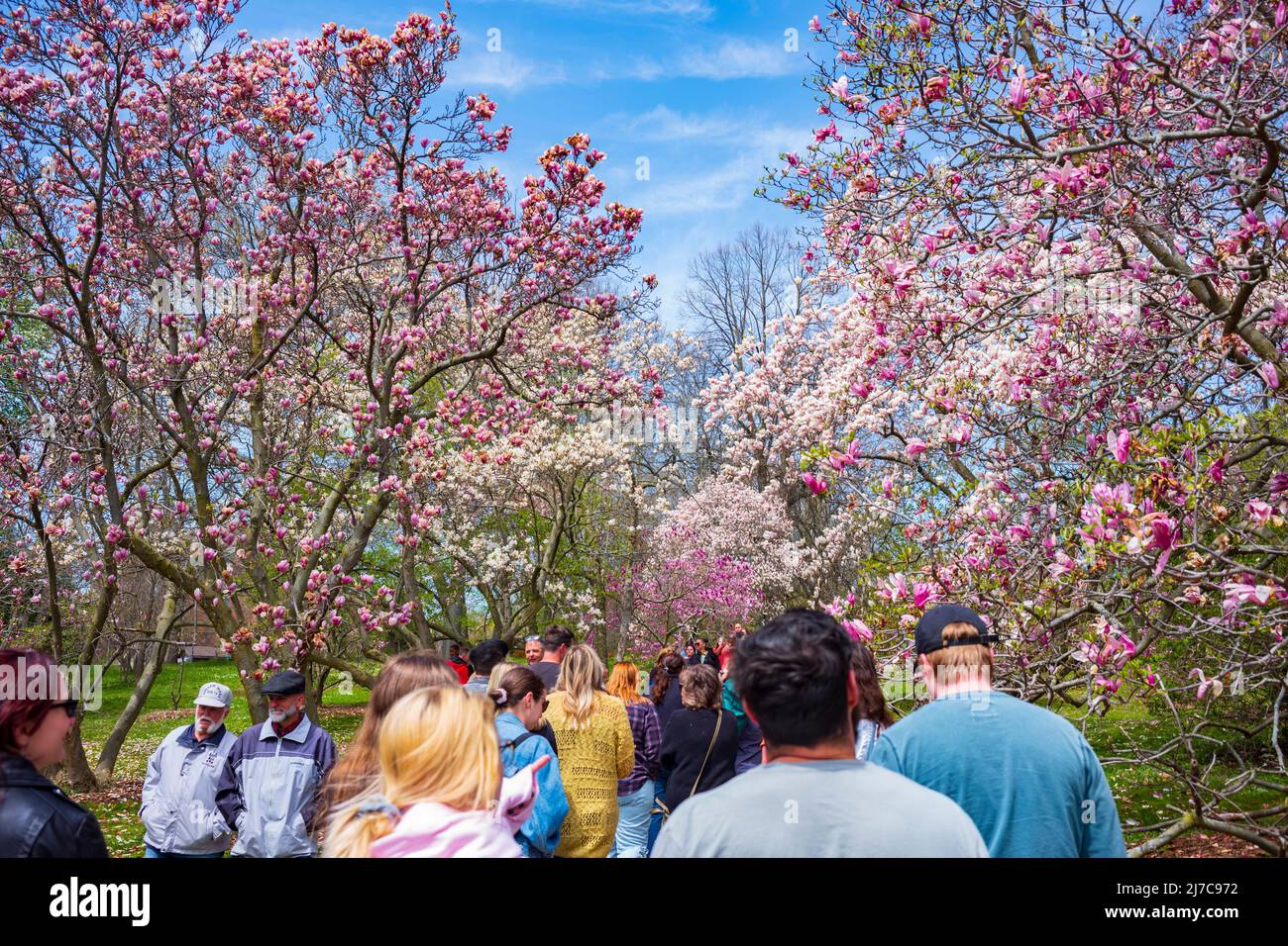 Rochester, NY, USA - 7. Mai 2022: Das Rochester Lilac Festival ist das größte kostenlose Festival, bei dem Besucher einkaufen, Live-Musik hören, essen und erkunden können Stockfoto