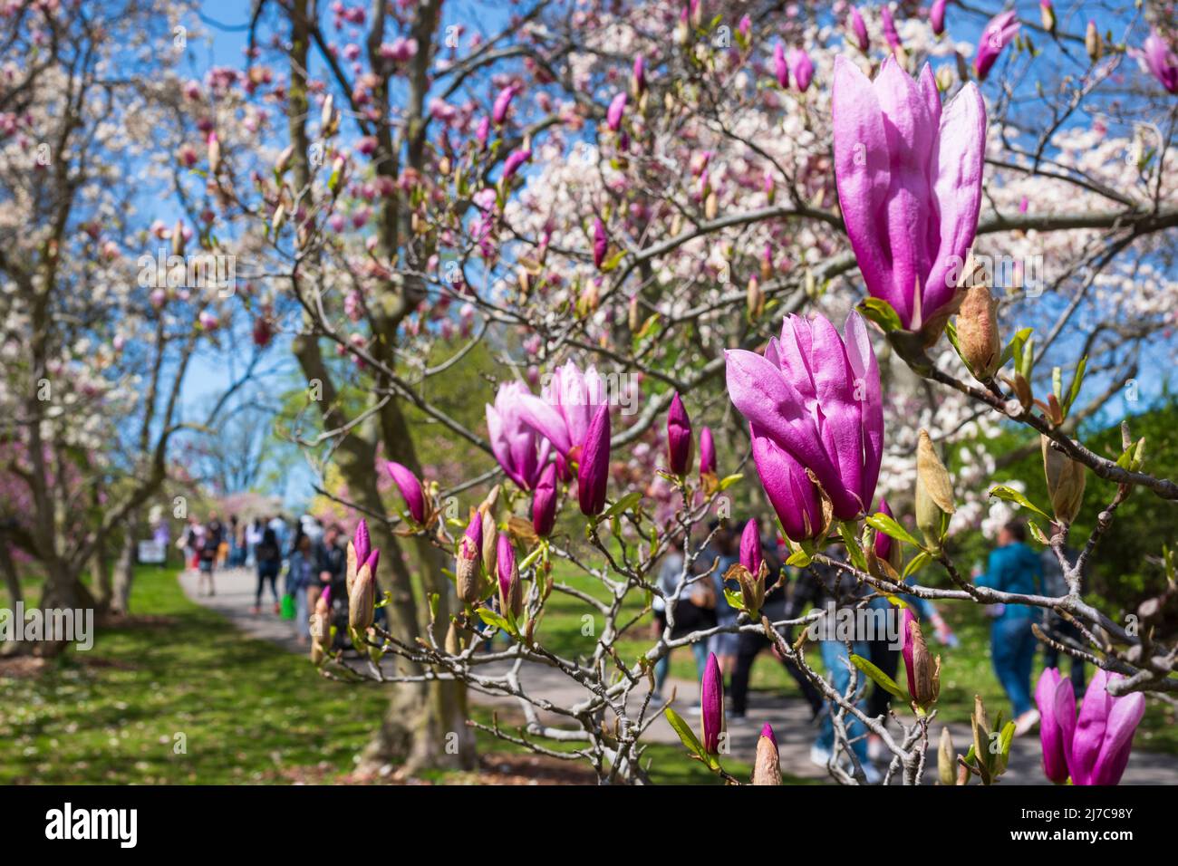 Rochester, NY, USA - 7. Mai 2022: Das Rochester Lilac Festival ist das größte kostenlose Festival, bei dem Besucher einkaufen, Live-Musik hören, essen und erkunden können Stockfoto