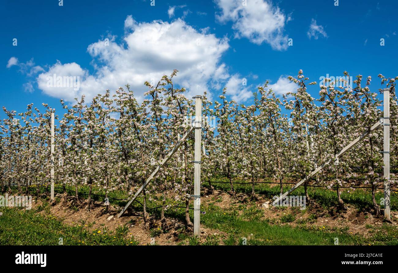 Blühender Baum Frühjahrssaison Apfelbaum Jahreszeiten in Obstgarten blühende Blumen. Südtirol, Norditalien Stockfoto