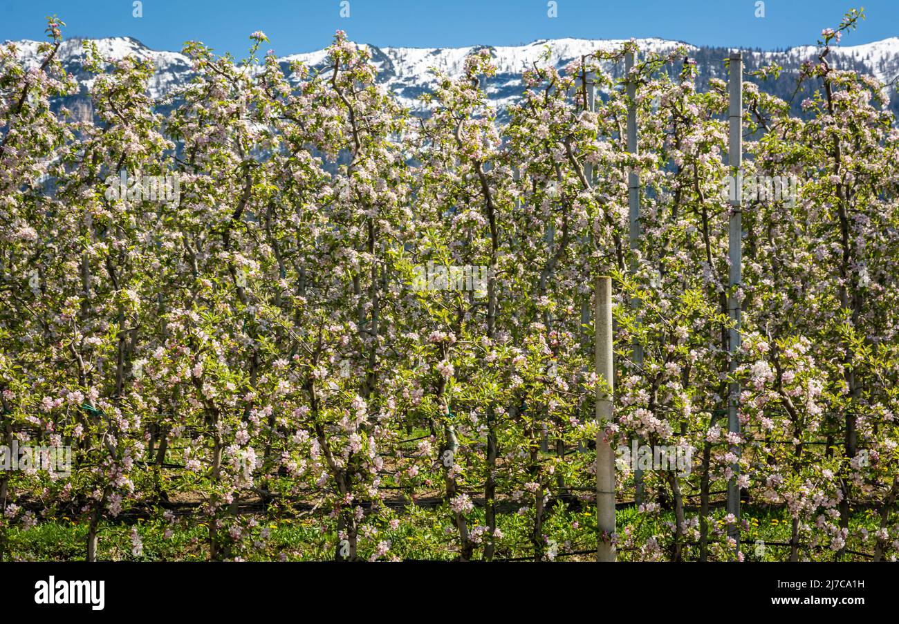 Blühender Baum Frühjahrssaison Apfelbaum Jahreszeiten in Obstgarten blühende Blumen. Südtirol, Norditalien Stockfoto