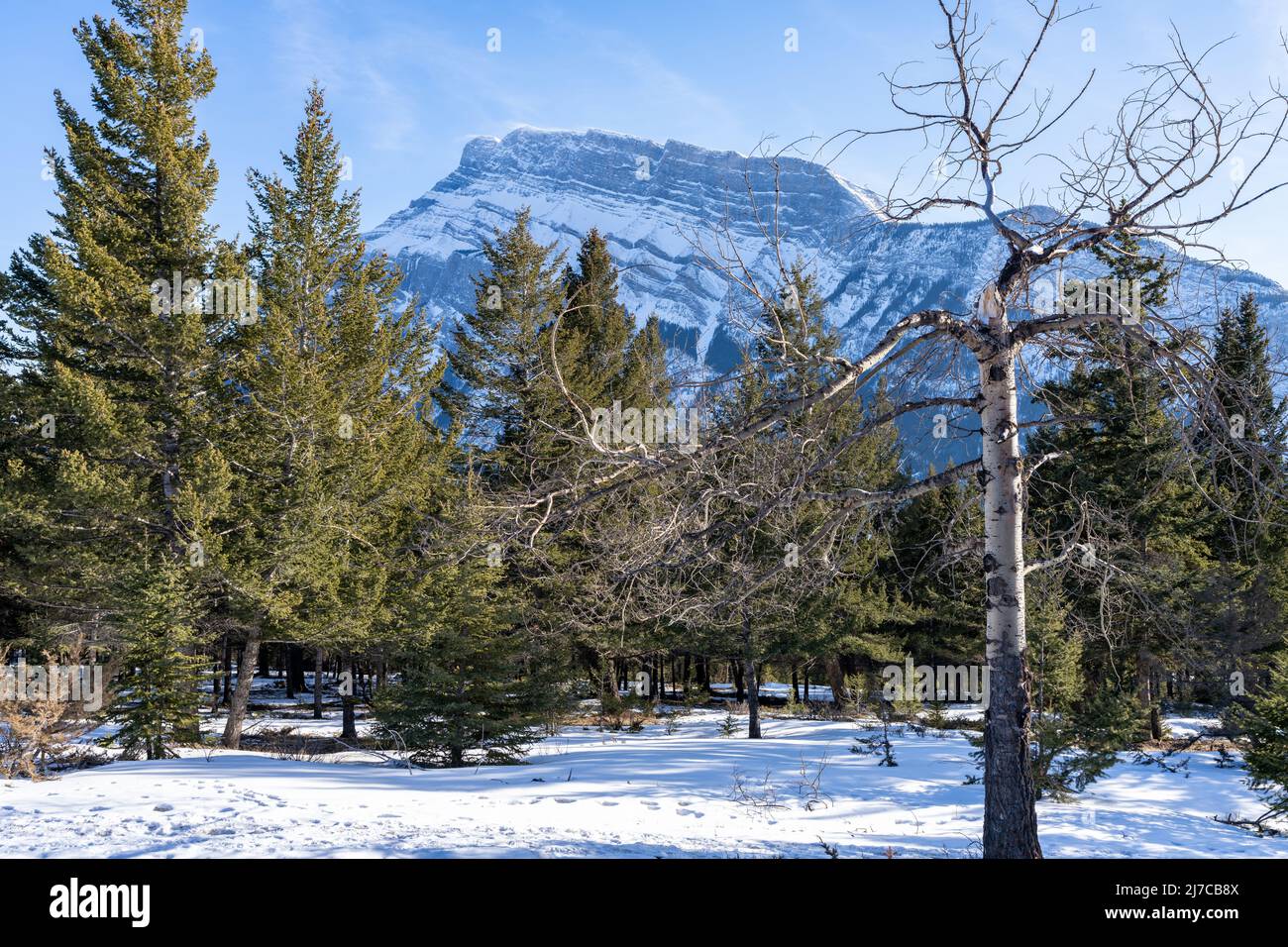 Banff National Park, Canadian Rockies wunderschöne Landschaft. Schneebedeckter Mount Rundle, Tannenwald am verschneiten Wintertag. Stockfoto