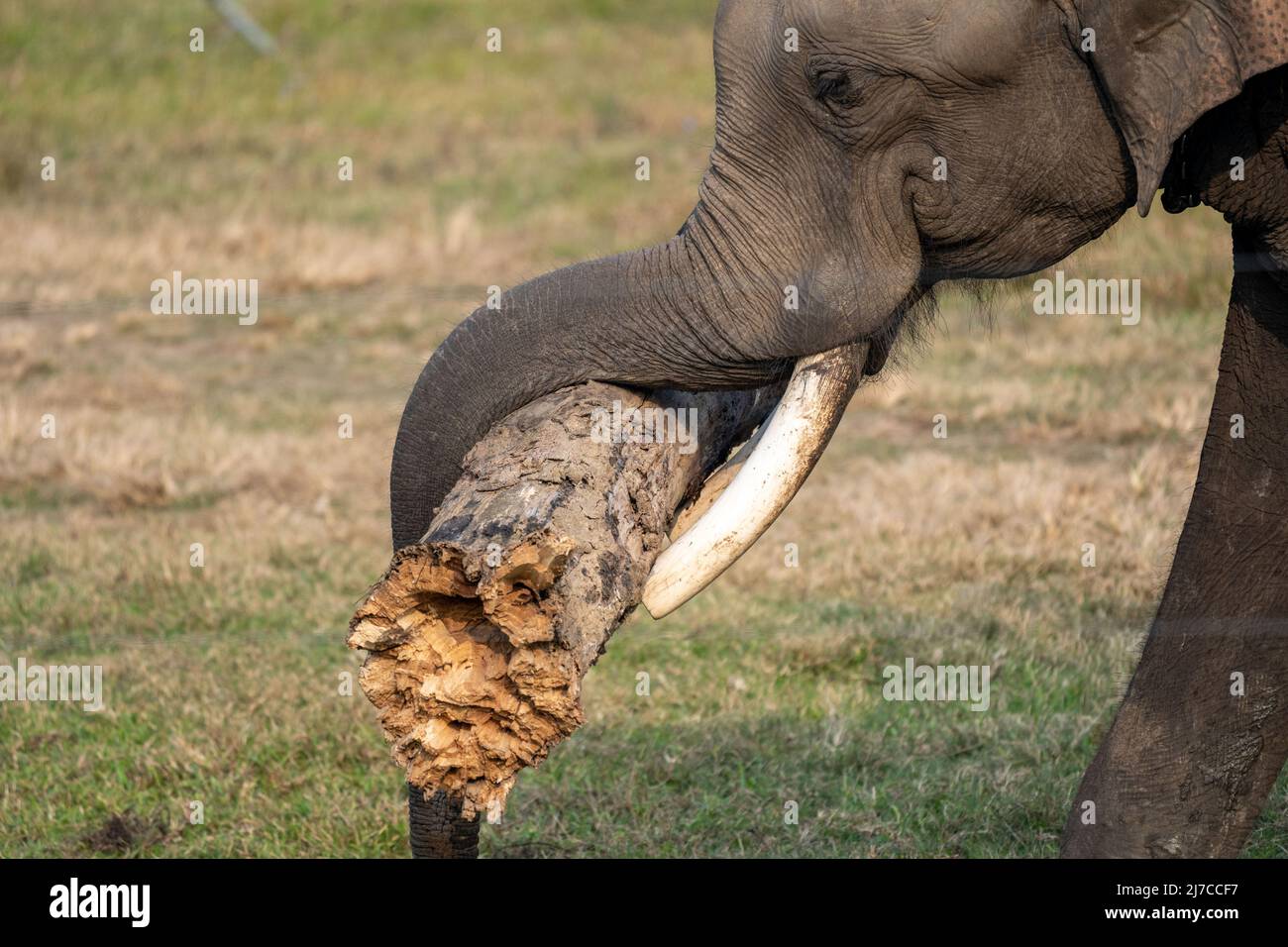Eine Nahaufnahme eines Elefantenkopfes und Stoßzähne, während er einen Baumstamm mit seinem Rüssel trägt. Stockfoto