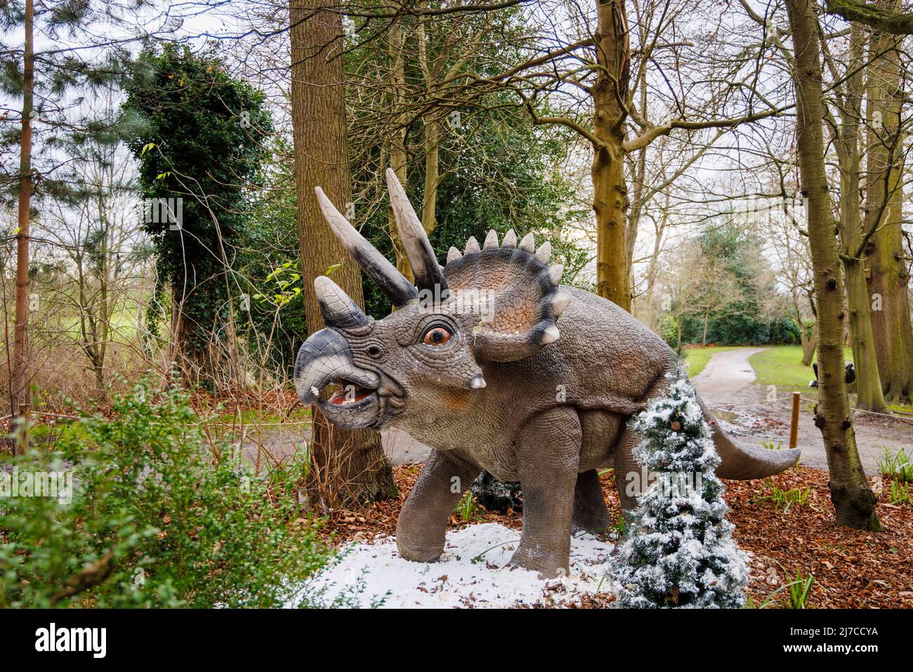 Modell eines Triceratops herbivore Dinosauriers aus der Kreidezeit bei der jährlichen Snowsaurus-Veranstaltung für Familien im Painshill Park, Cobham, Surrey Stockfoto