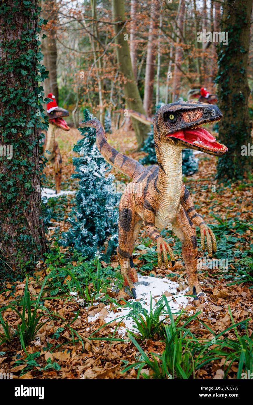 Modelle der Kreidezeit Deinonychus, ein Greifvogelsaurier, bei der jährlichen Snowsaurus-Veranstaltung für Familien im Painshill Park, Cobham, Surrey Stockfoto