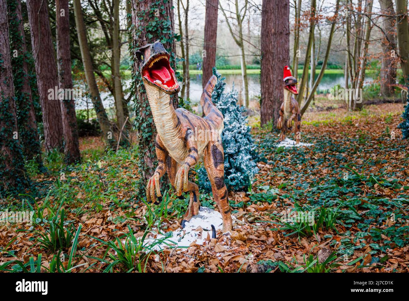 Modelle der Kreidezeit Deinonychus, ein Greifvogelsaurier, bei der jährlichen Snowsaurus-Veranstaltung für Familien im Painshill Park, Cobham, Surrey Stockfoto