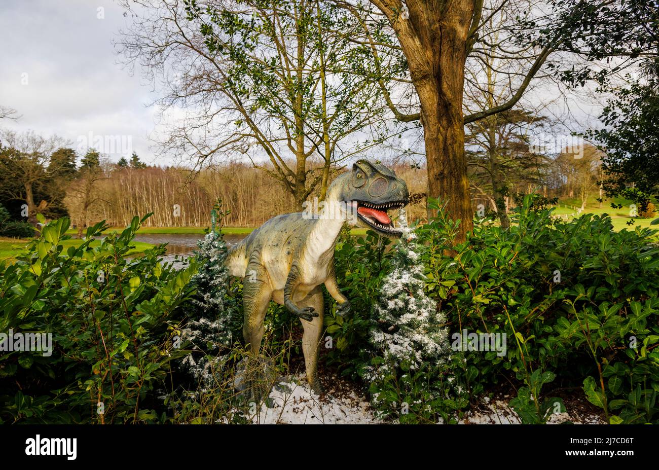 Modell eines Allosaurus aus der Jurazeit, ein Raptor-Dinosaurier, bei der jährlichen Snowsaurus-Veranstaltung für Familien im Painshill Park, Cobham, Surrey Stockfoto