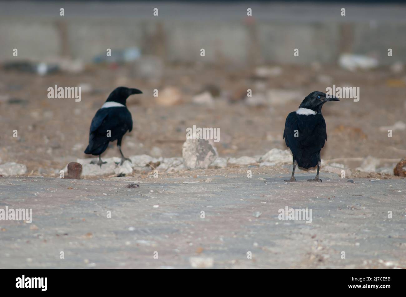 Paar der Krähen Corvus albus. Dakar. Senegal. Stockfoto