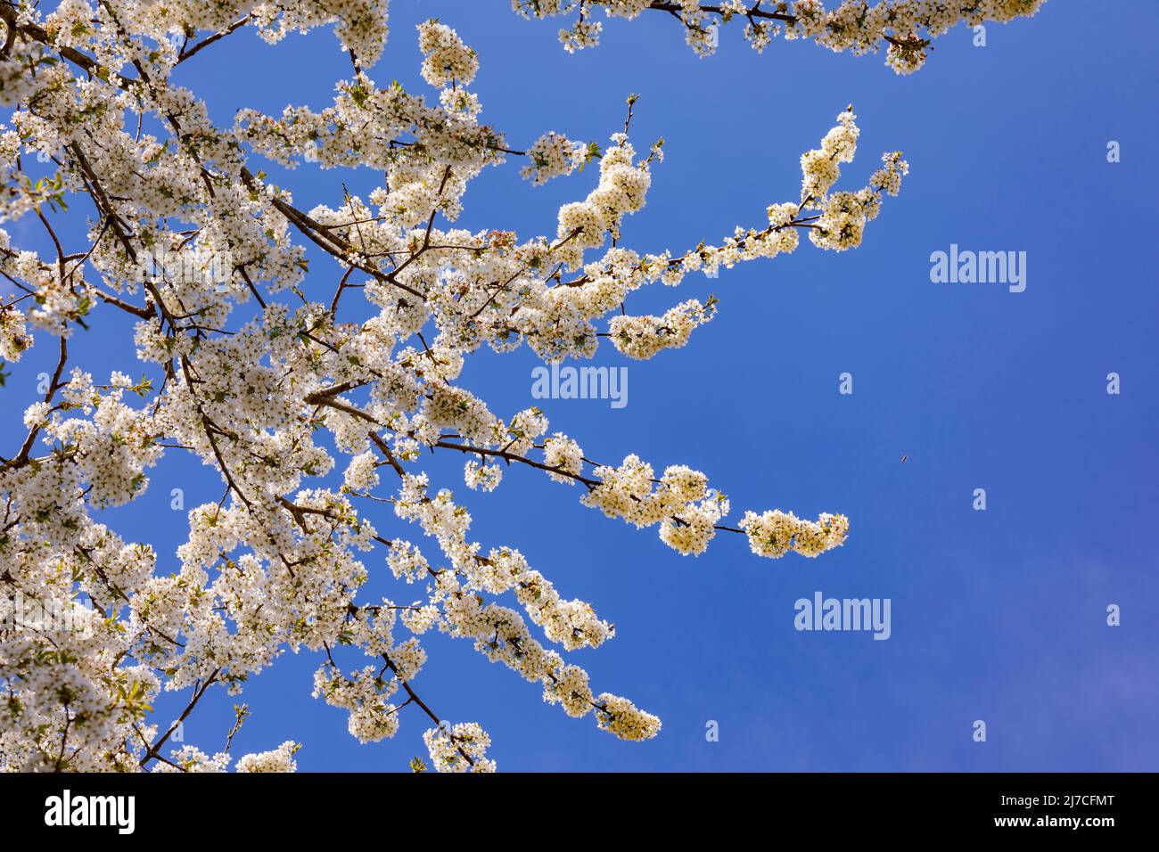 Viele Zweige auf einem Kirschbaum mit einer Vielzahl von weißen Blüten im Frühsommer Stockfoto