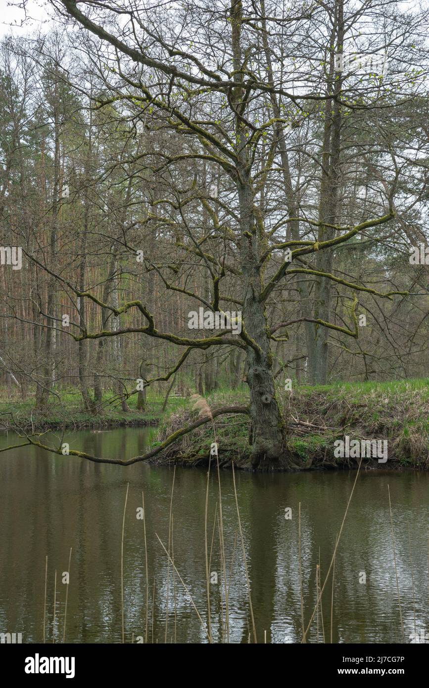 Komitat zlotow Fotos und Bildmaterial in hoher Auflösung Alamy