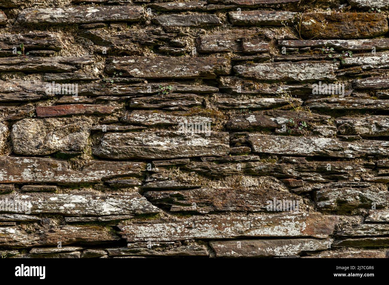 Steinmauer mit grünem Moos Stockfoto