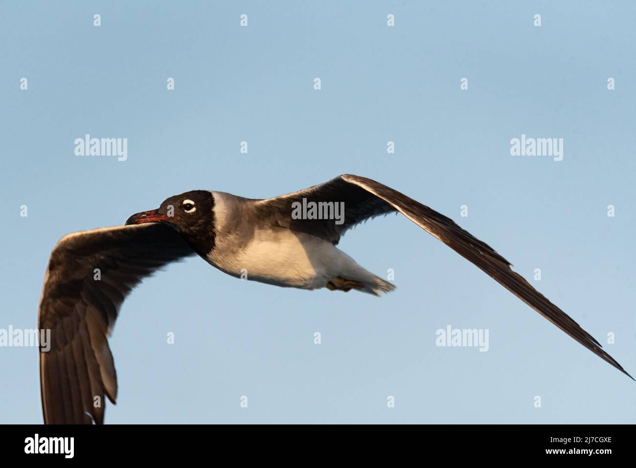 Isolierte Weißmöwe, Ichthyaetus leucophthalmus, ein Wasservögel der Familie der Laridae-Möwen, gefunden im Roten Meer und im Golf von Aden. Tiere in Ägypten. Stockfoto