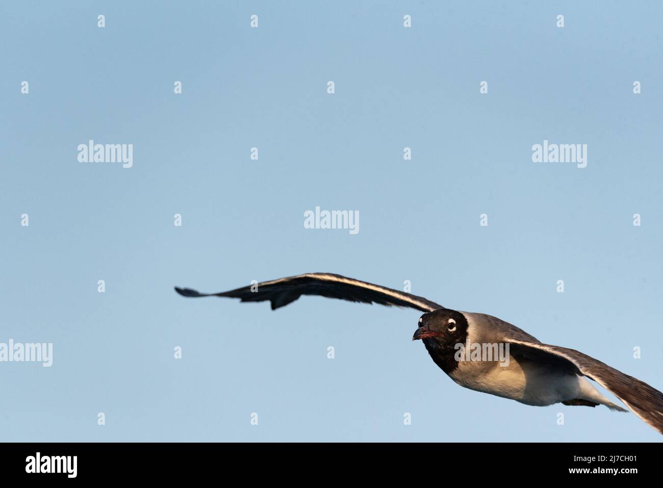 Isolierte Weißmöwe, Ichthyaetus leucophthalmus, ein Wasservögel der Familie der Laridae-Möwen, gefunden im Roten Meer und im Golf von Aden. Tiere in Ägypten. Stockfoto