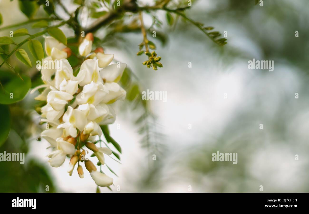 Akazienblüte aus der Nähe (Robinia pseudoacaccia). Selektiver Fokus und Nahaufnahme. Für Text platzieren. Stockfoto