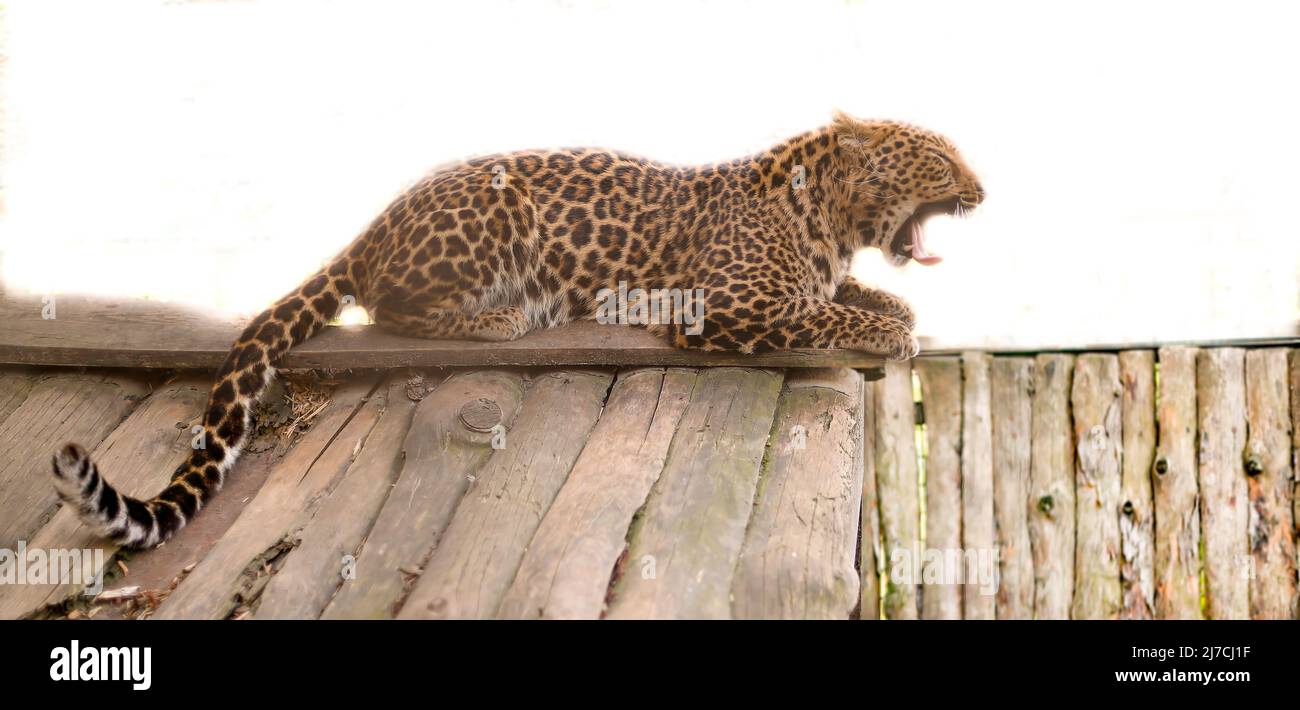 Jaguar liegt auf dem Dach eines Jagdhauses und gähnt Stockfoto