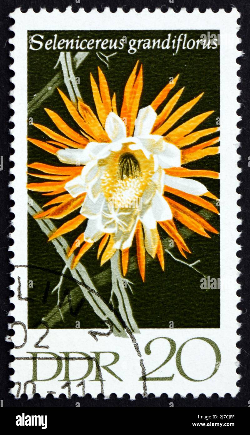 DDR - UM 1970: Eine in der DDR gedruckte Briefmarke zeigt Selenicereus Grandiflorus, blühende Kaktuspflanzen, um 1970 Stockfoto