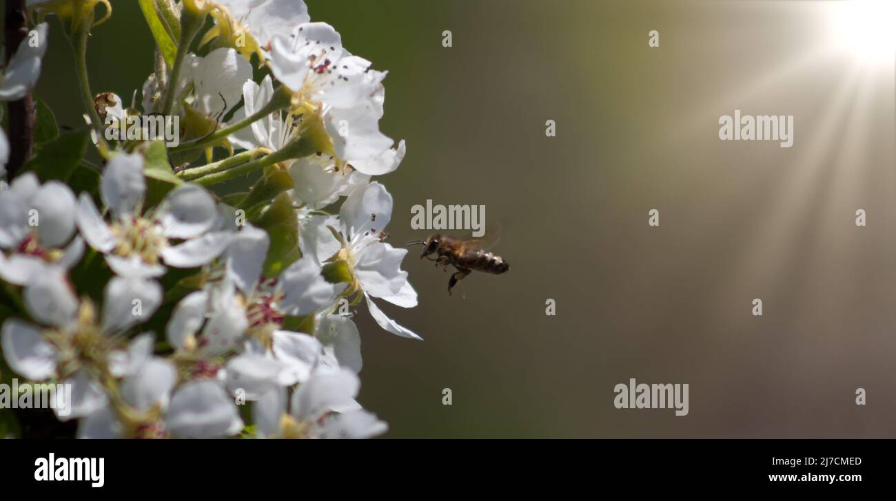 Eine Biene oder Wespe fliegt in der Nähe eines Blumenbaums. Insekten bestäubt Kirsch- und Apfelblüten. Stockfoto