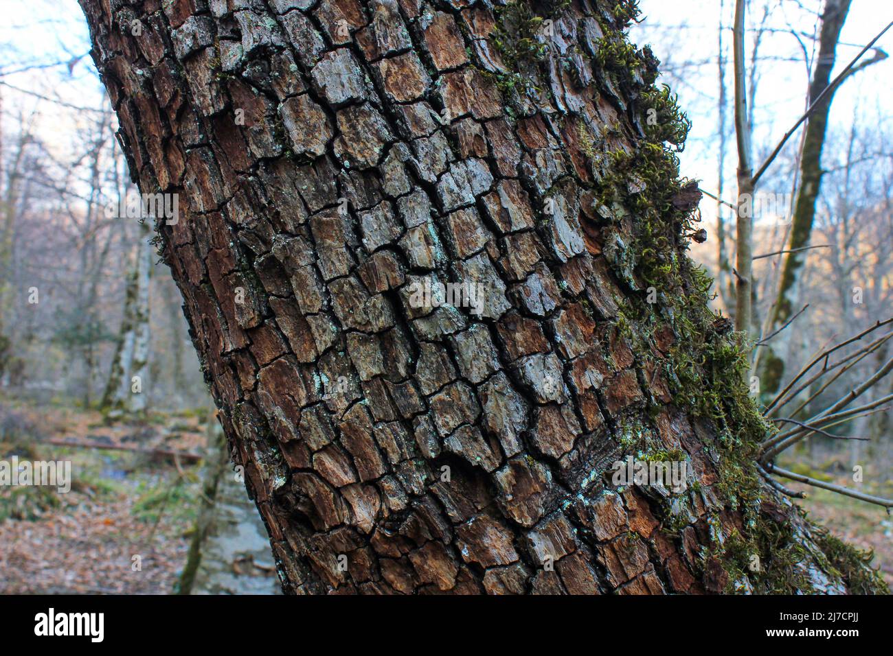 Die Textur der Rinde eines Baumes im Herbstwald. Stockfoto