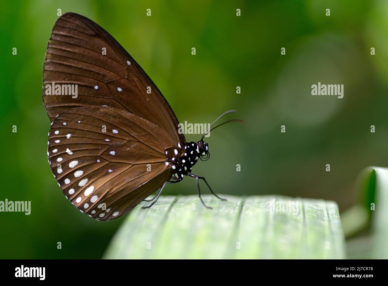 Euploea modesta Schmetterling auf Blatt und vom Profil aus gesehen Stockfoto
