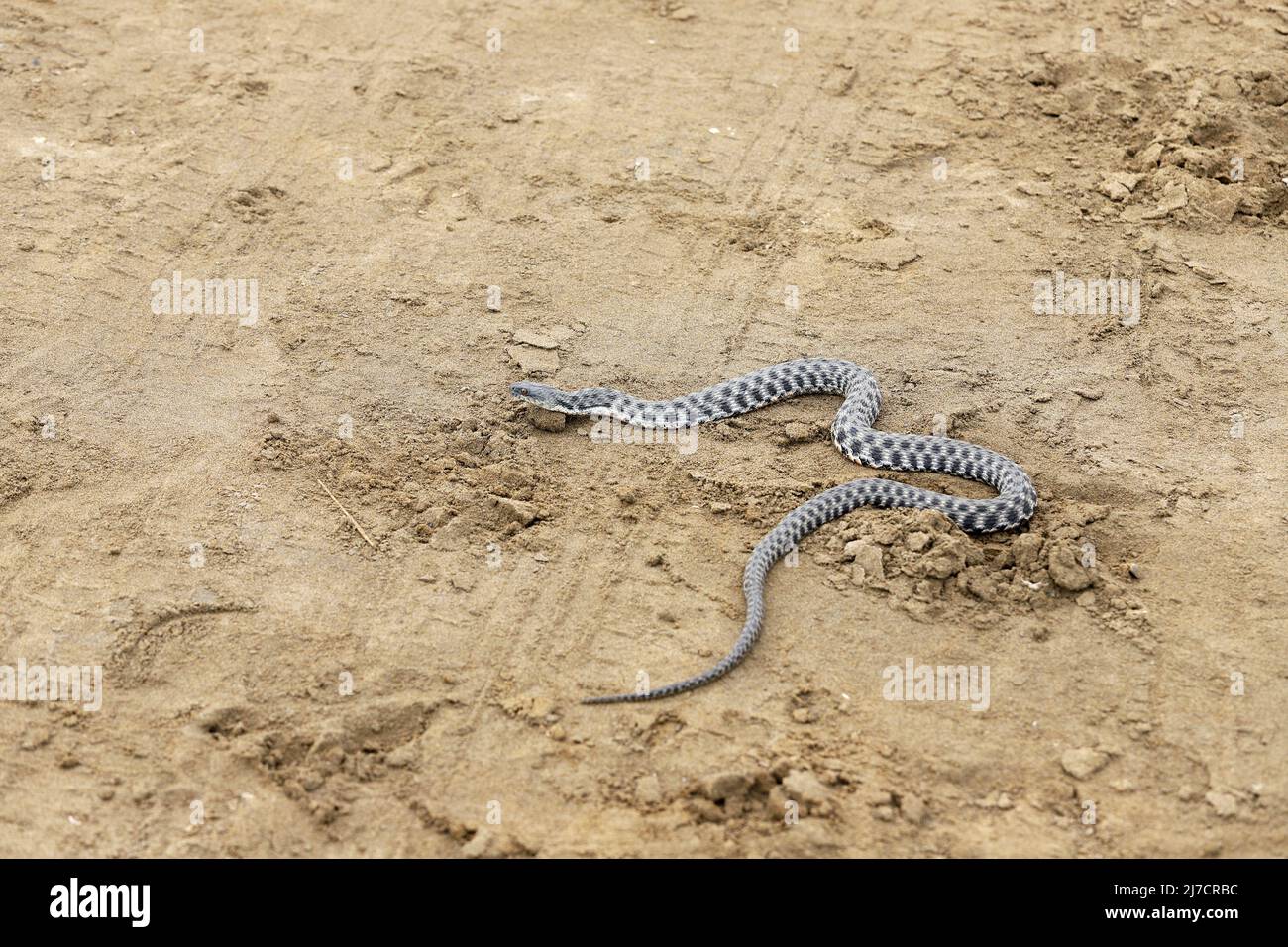 Eine nicht giftige Schlange kriecht entlang des gelben Sandes. Stockfoto