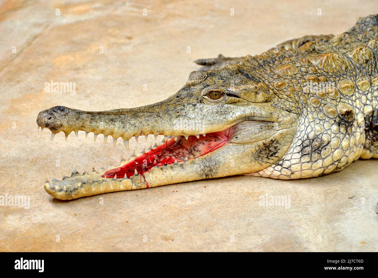 Westafrikanisches, schlankes Krokodil (Mecistops cataphractus), das den Mund öffnet Stockfoto