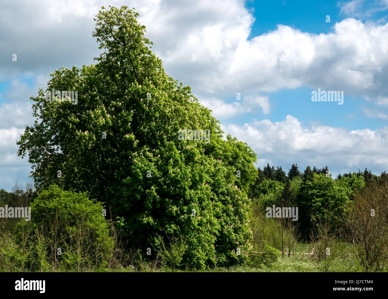 Große hellgrüne Buche (Fagus) Laub am Nachmittag Frühling Sonnenschein, blauer Himmel mit weißen Nimbus Wolke Stockfoto