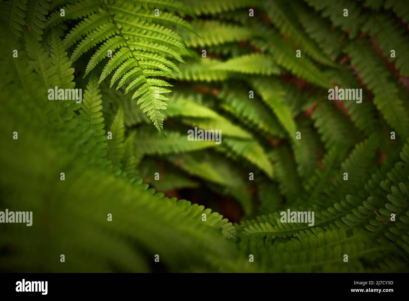 Schöne Blätter von grünem Farn Athyrium filix-femina Stockfoto