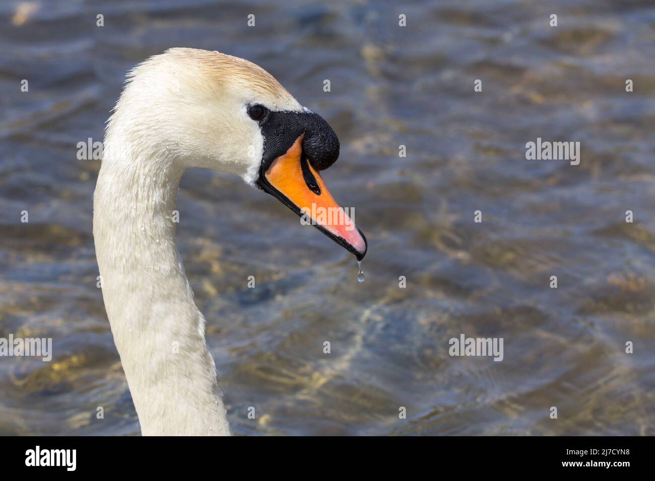 Mute Schwan (Cygnus olor) männlicher Kopf Porträt großer schwarzer Knopf auf der Basis von orange roten Schnabel weißes Gefieder Wassertropfen Tropfen Tropfen von Schnabel Wasser Hintergrund Tropfen Stockfoto